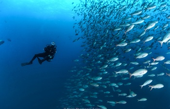 Diver beside shoal of fish