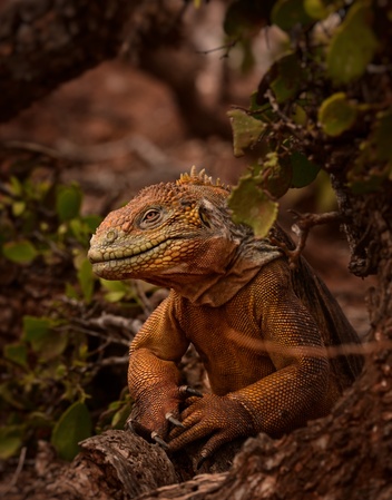 Land iguana