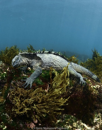 Saltwater iguana grazing underwater