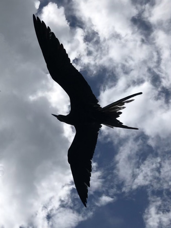 Frigate bird overhead