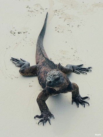 Saltwater iguana at Garrapatero Beach