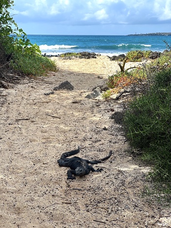 Saltwater iguana at Station beach