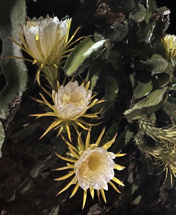 Cactus flowers at night