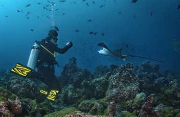 Diver taking photo of eagle ray