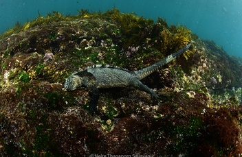 Saltwater iguana grazing underwater