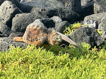 Saltwater iguana on land